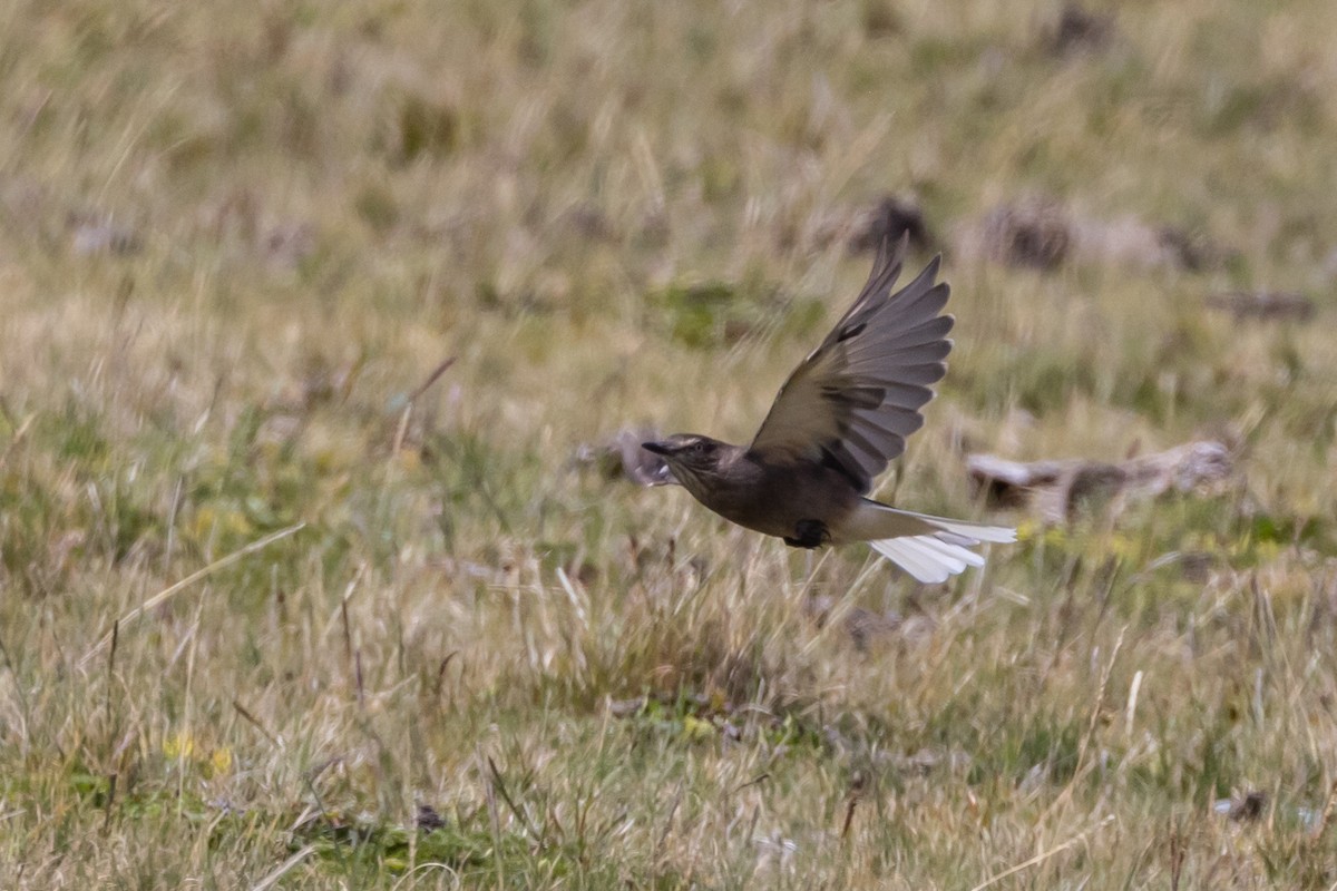 Black-billed Shrike-Tyrant - ML619593971