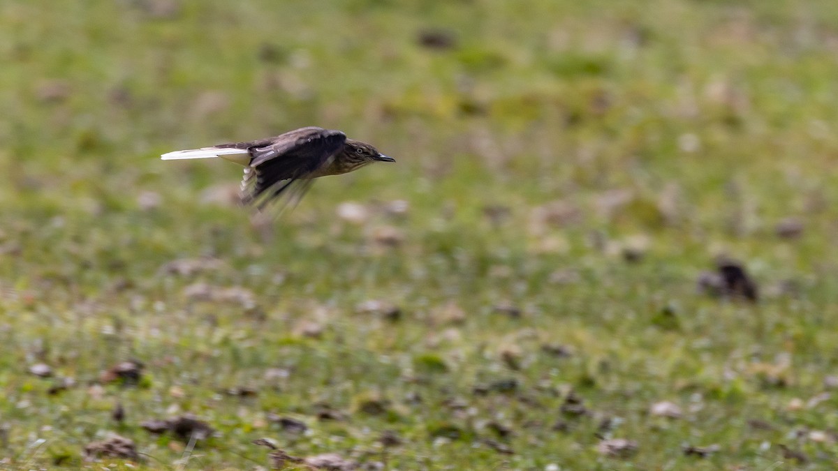 Black-billed Shrike-Tyrant - Susan Brickner-Wren