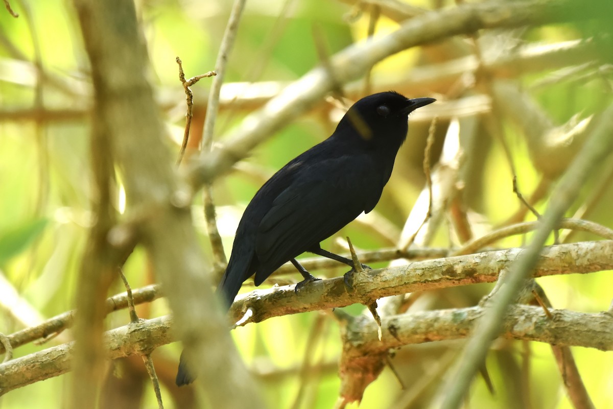 Black Catbird - Bruce Mast