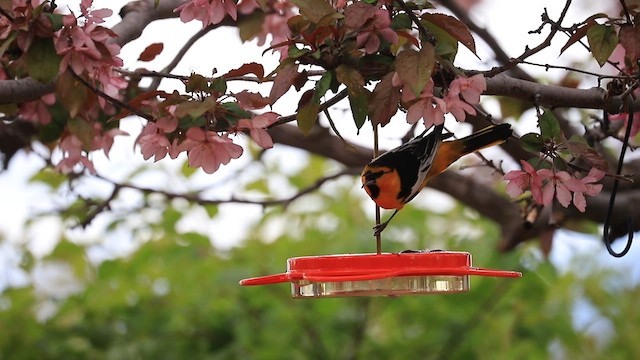 Oriole de Bullock - ML619593978