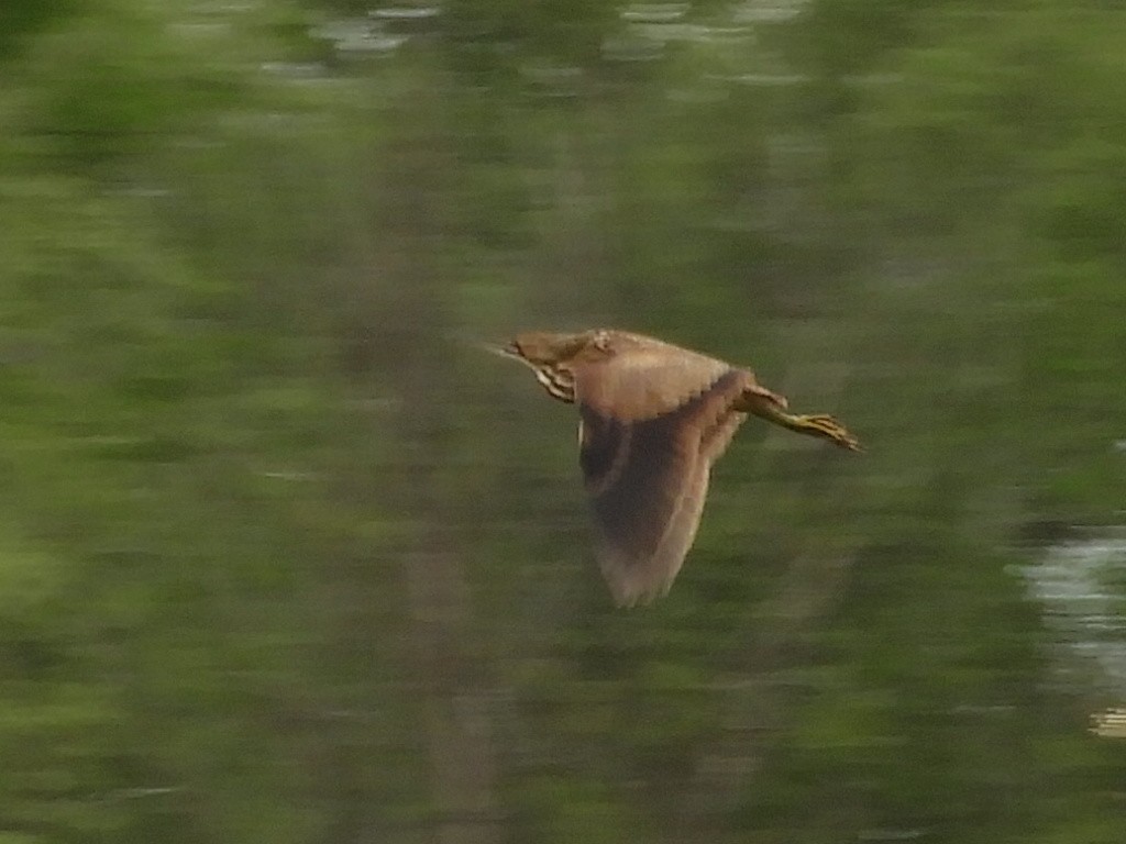 American Bittern - Thomas Bürgi