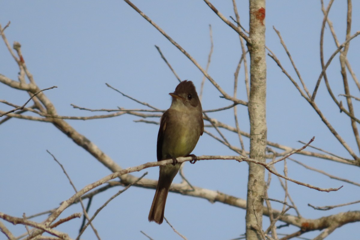 Northern Tropical Pewee - ML619593981