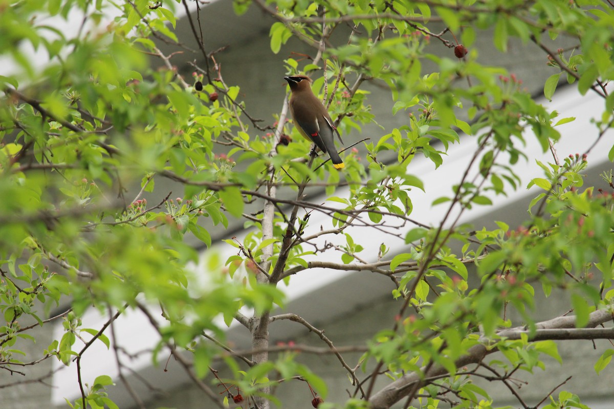 Cedar Waxwing - Julie St-Georges