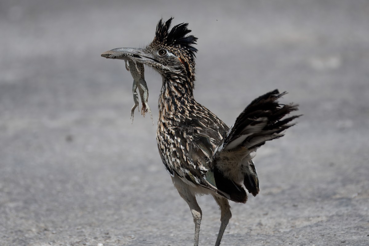 Greater Roadrunner - Corey S.