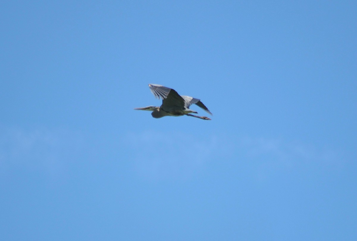 Great Blue Heron - Ari C