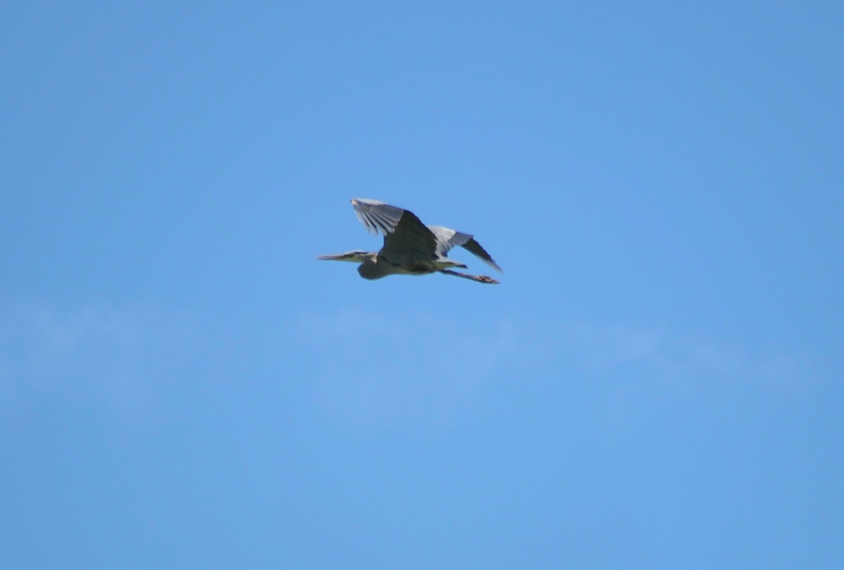 Great Blue Heron - Ari Cassella