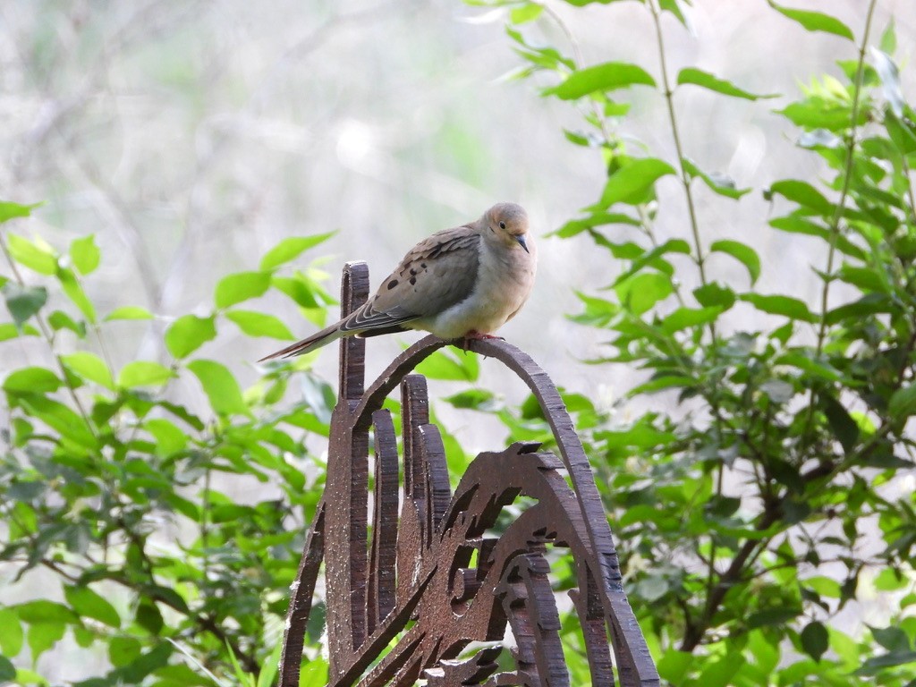 Mourning Dove - Monica Rose