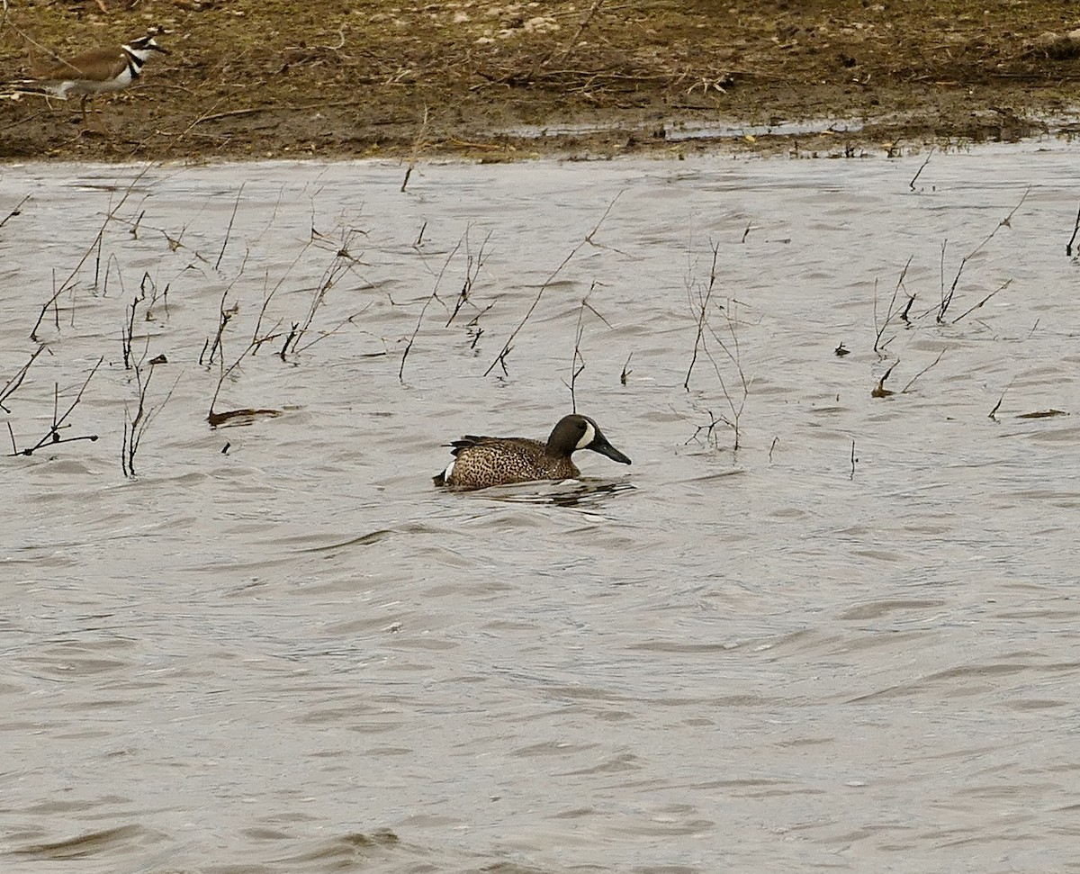 Blue-winged Teal - Jon (JC) Curd