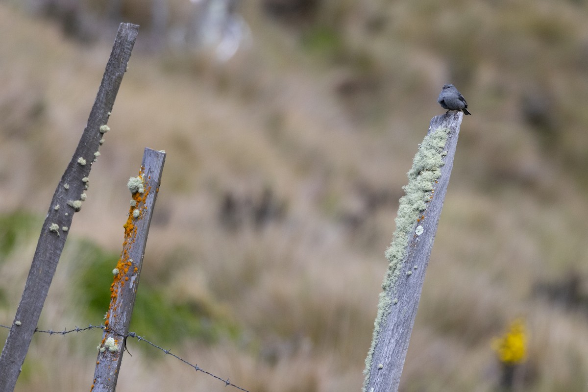 Plumbeous Sierra Finch - Susan Brickner-Wren