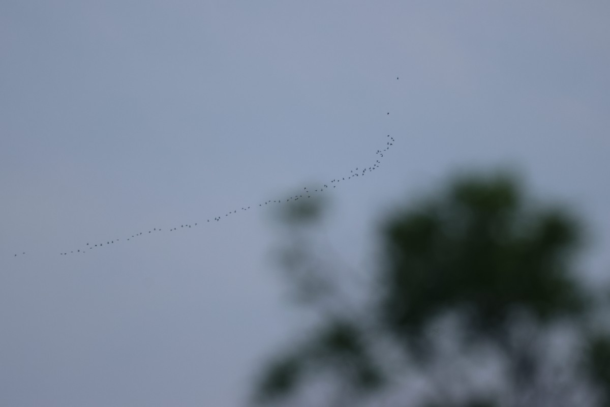 shorebird sp. - R M