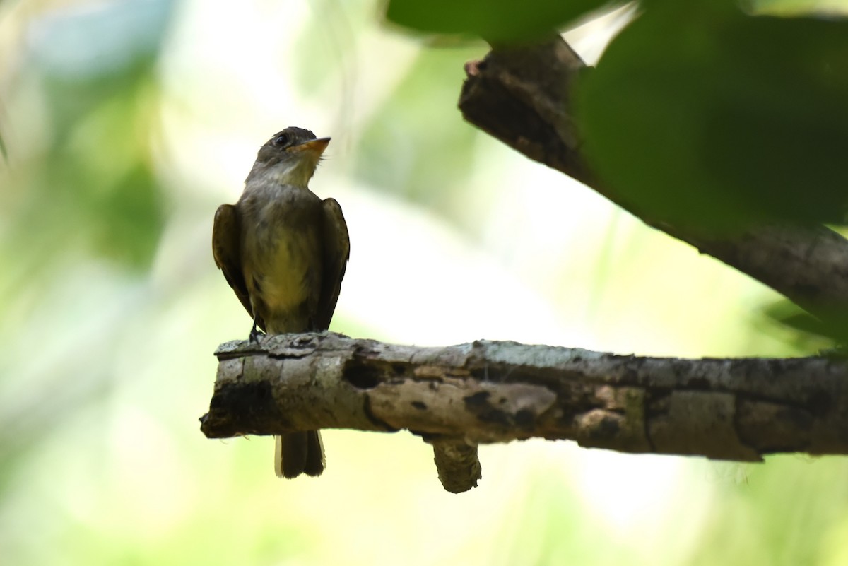 Northern Tropical Pewee - Bruce Mast