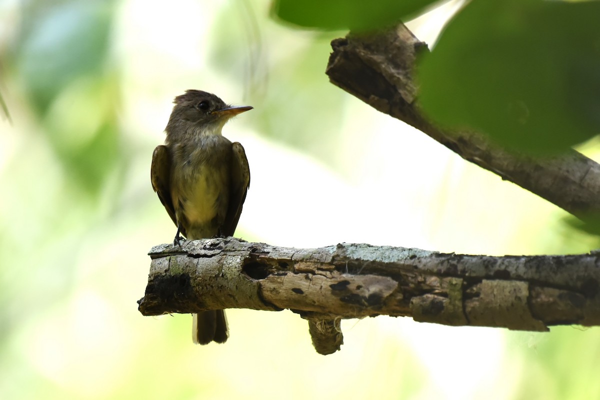 Northern Tropical Pewee - Bruce Mast