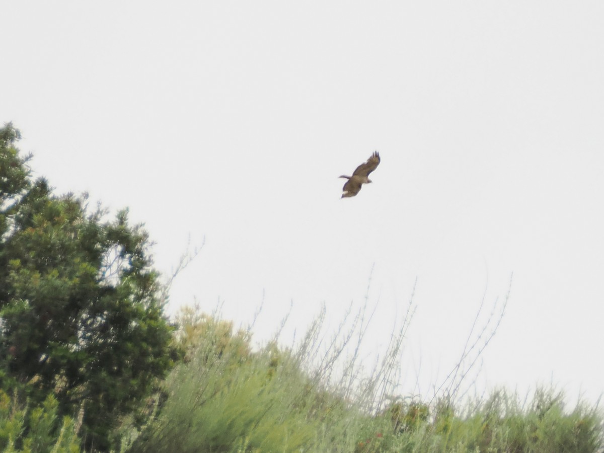 Red-tailed Hawk - Isa Dav