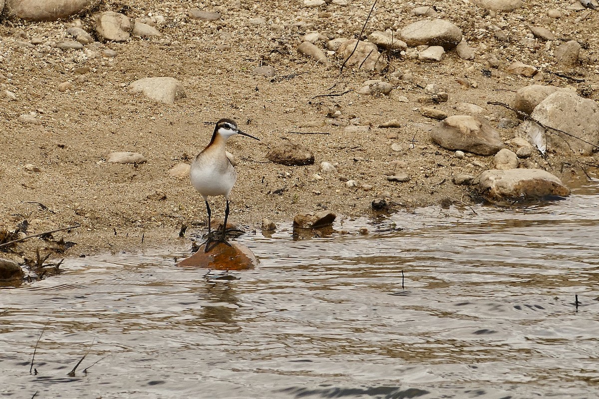 Wilson's Phalarope - Jon (JC) Curd