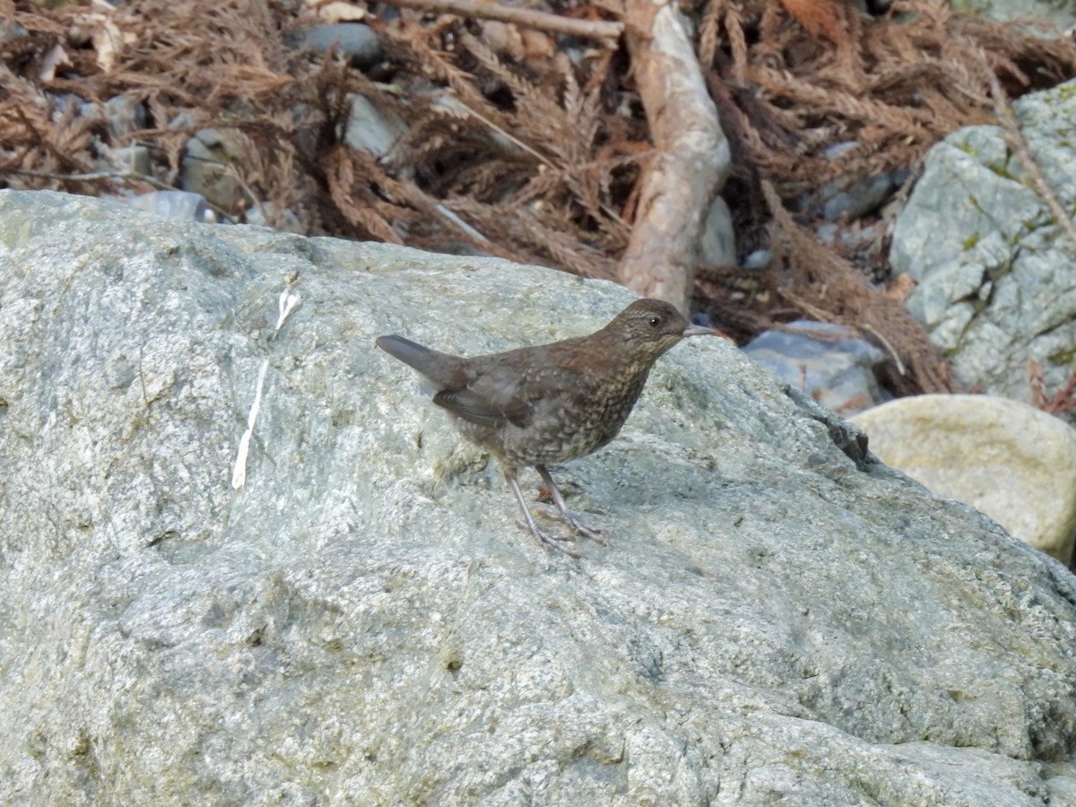 Brown Dipper - ML619594019