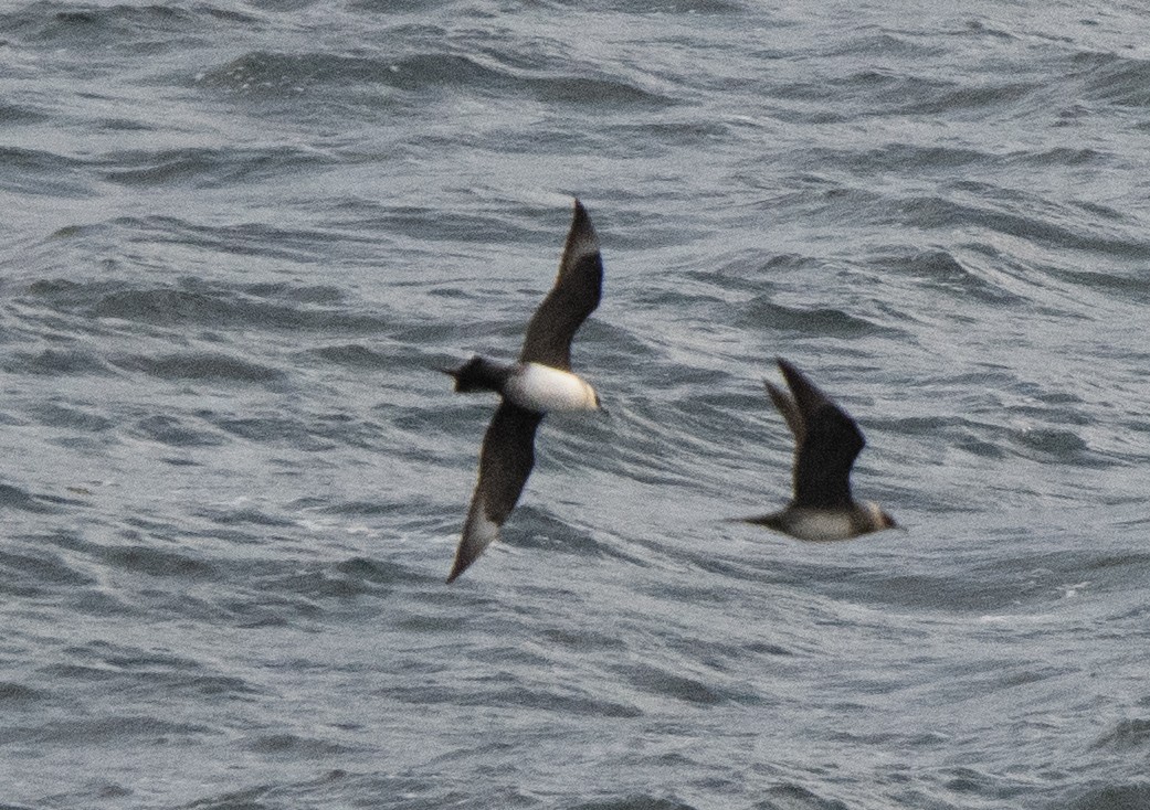 Parasitic Jaeger - Emilie Reynolds