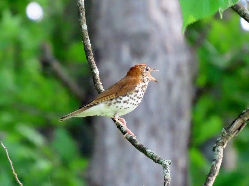 Wood Thrush - Tracy The Birder