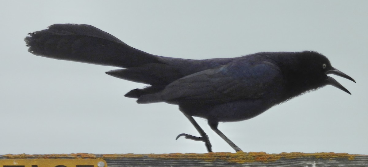 Great-tailed Grackle - ML619594028