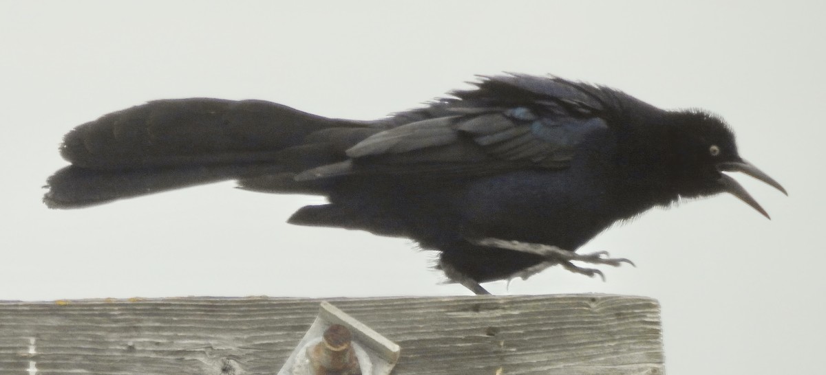 Great-tailed Grackle - ML619594029