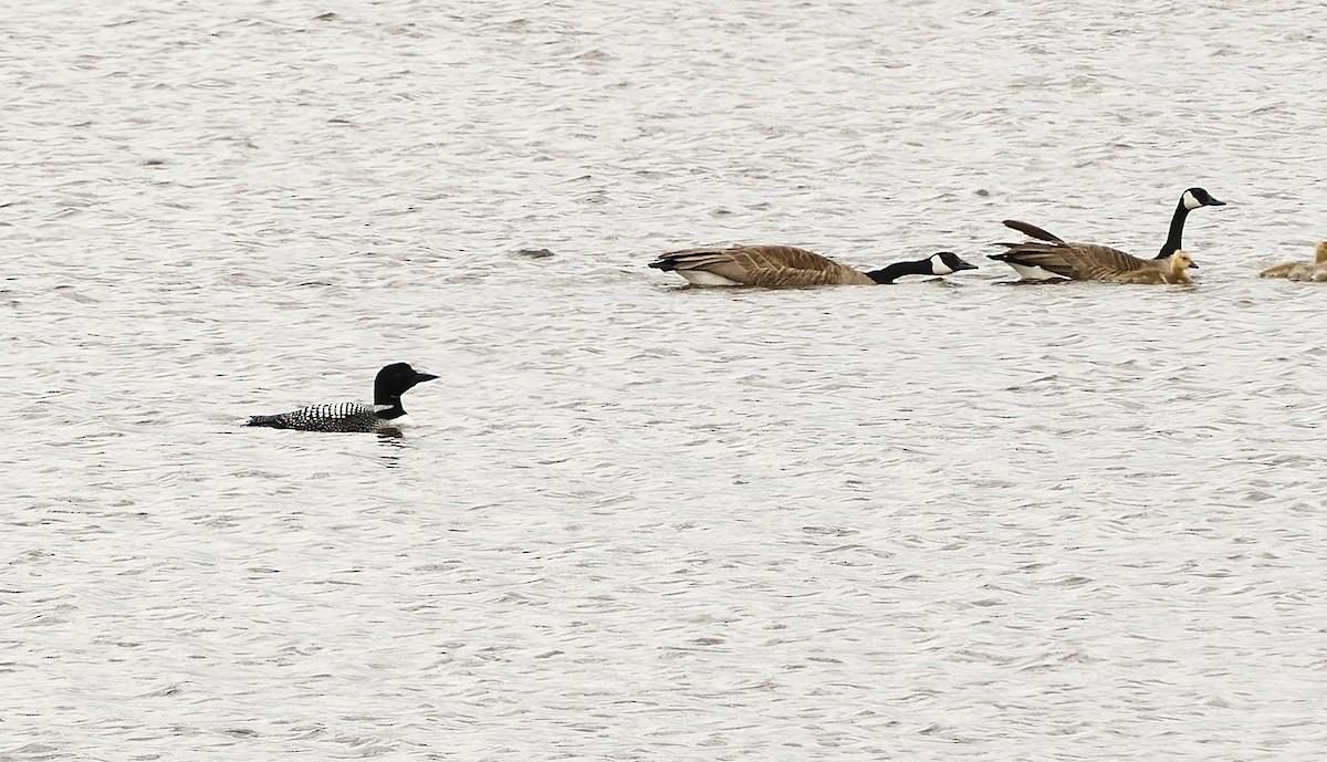 Common Loon - Jon (JC) Curd