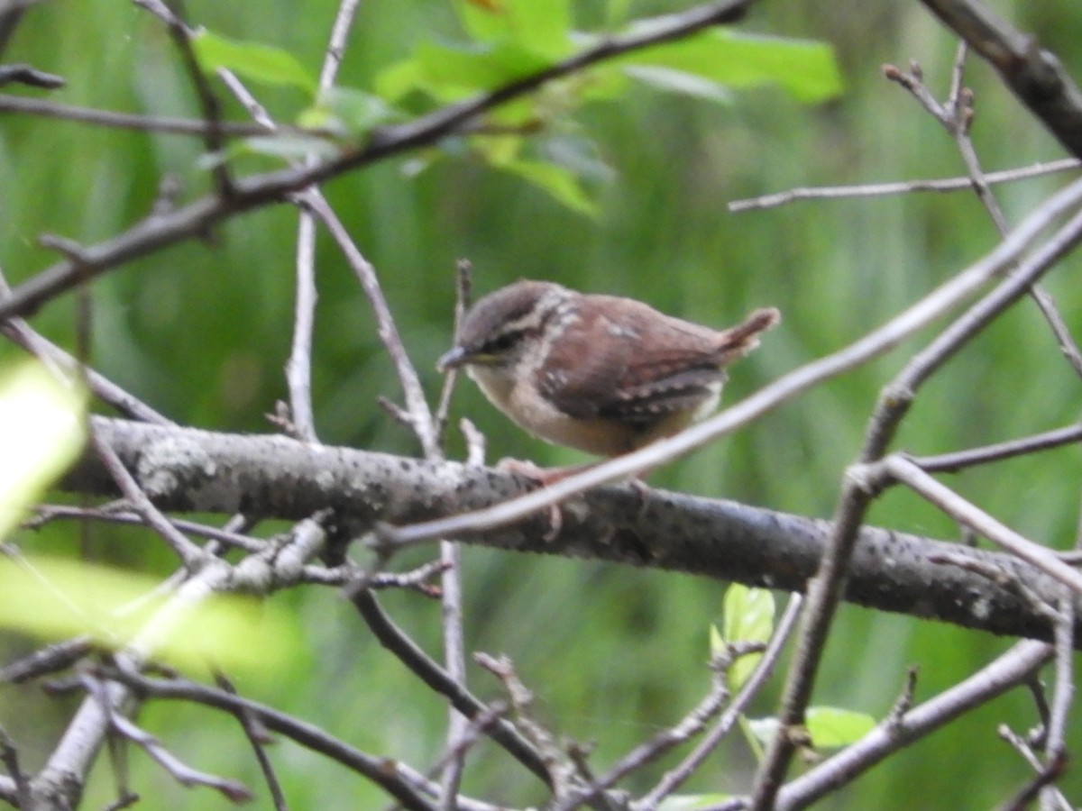 Carolina Wren - Thomas Bürgi