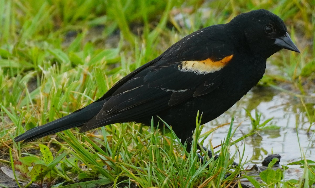 Red-winged Blackbird - John McCallister