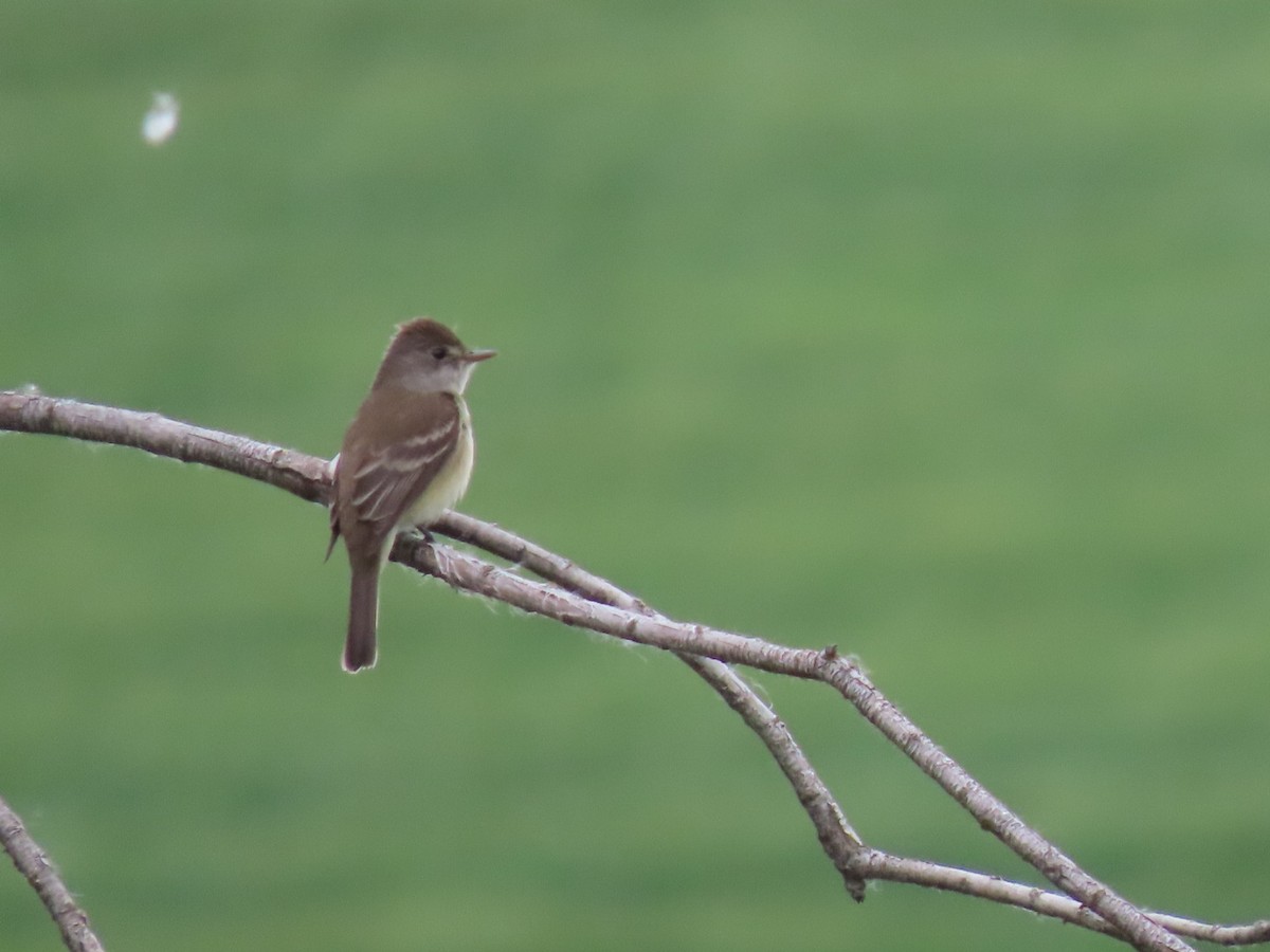 Willow Flycatcher - ML619594042