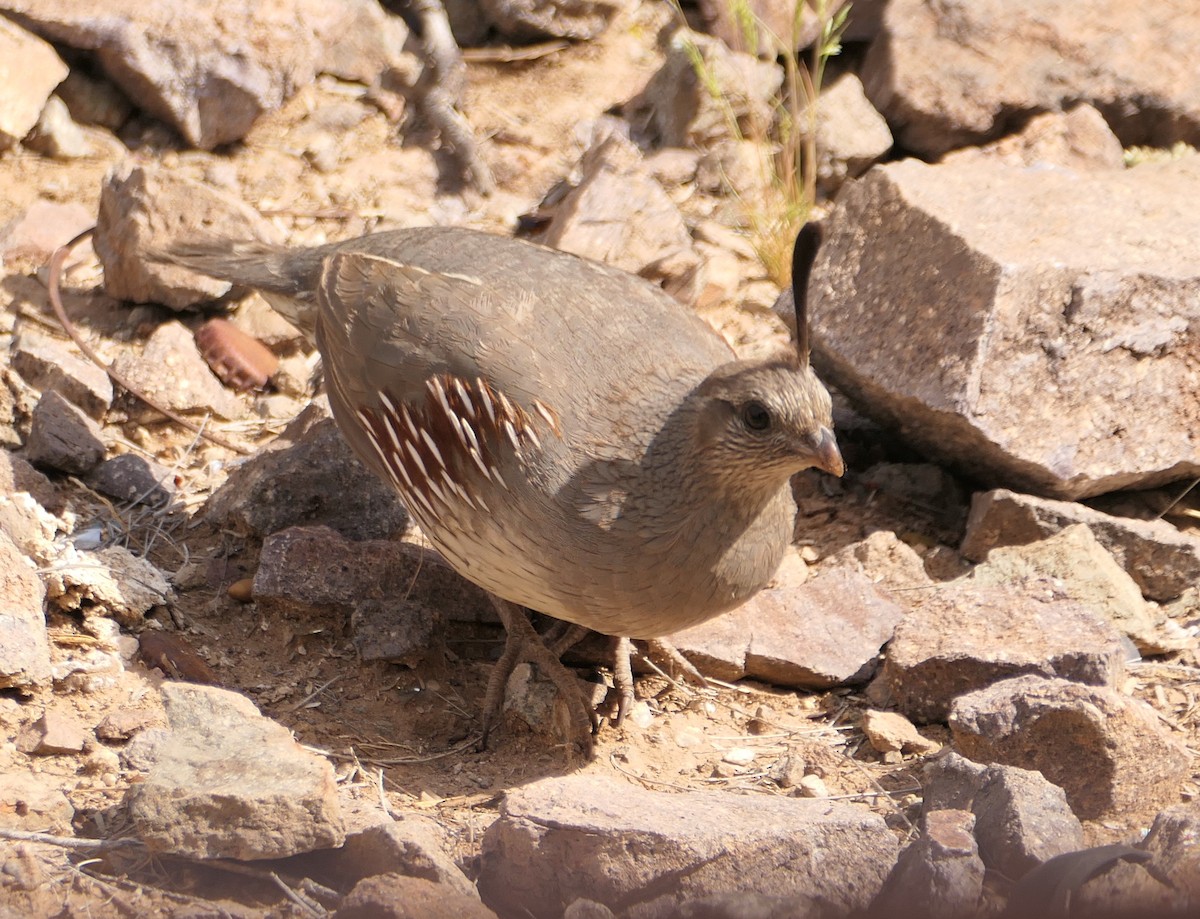 Gambel's Quail - Melanie Barnett