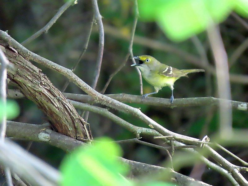 White-eyed Vireo - Tracy The Birder