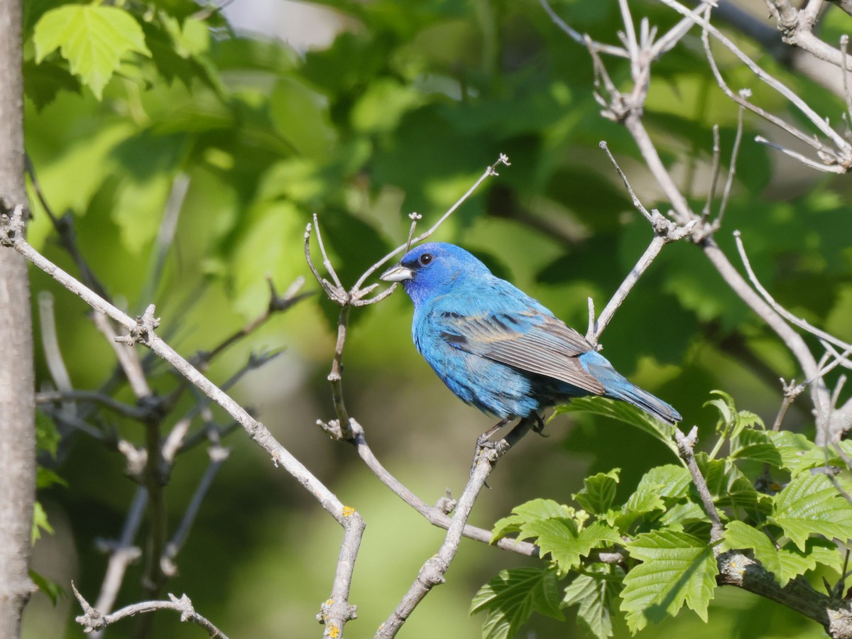 Passerin indigo - ML619594049