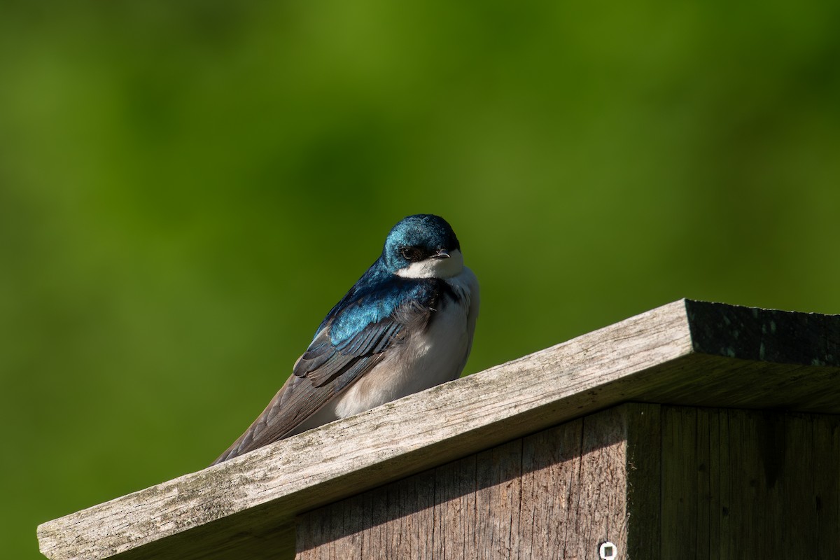 Tree Swallow - Alton Spencer