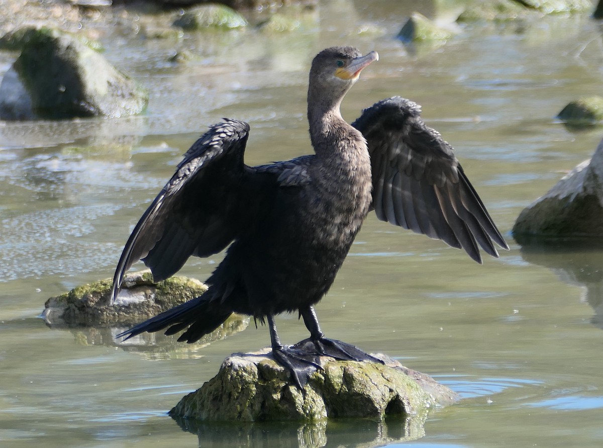 Neotropic Cormorant - Melanie Barnett