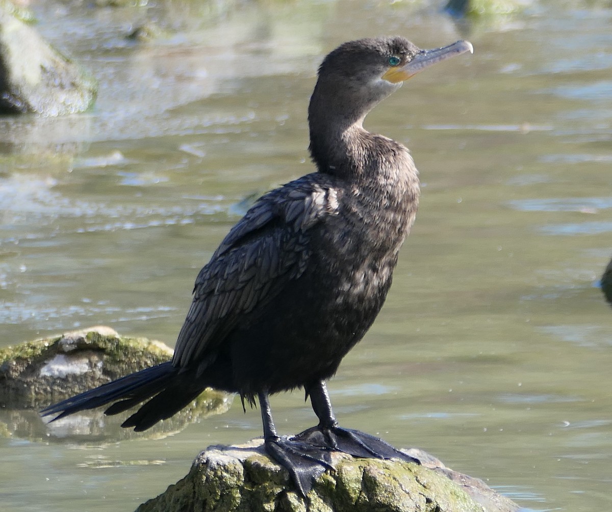 Neotropic Cormorant - Melanie Barnett