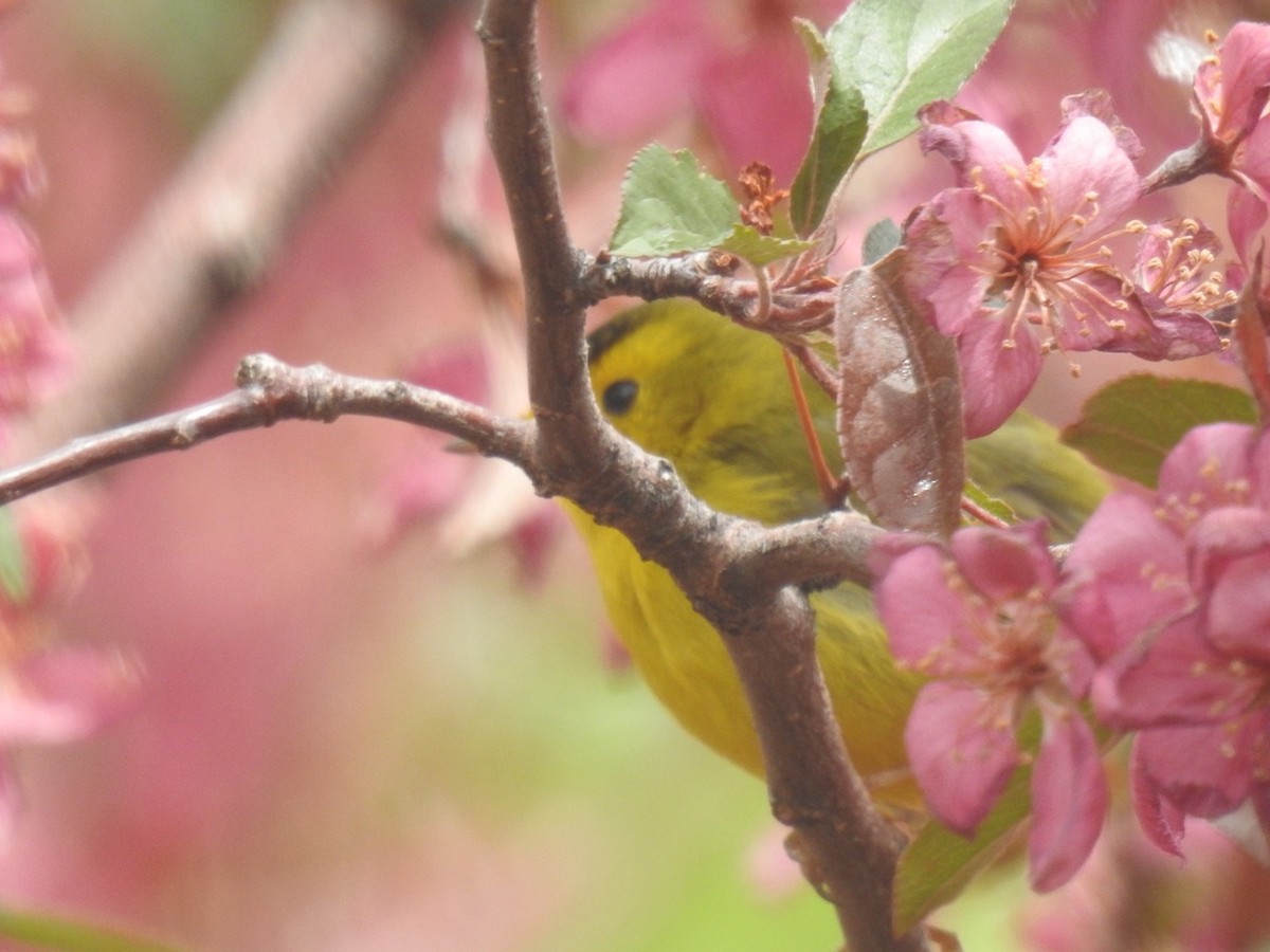 Wilson's Warbler - Forrest Luke