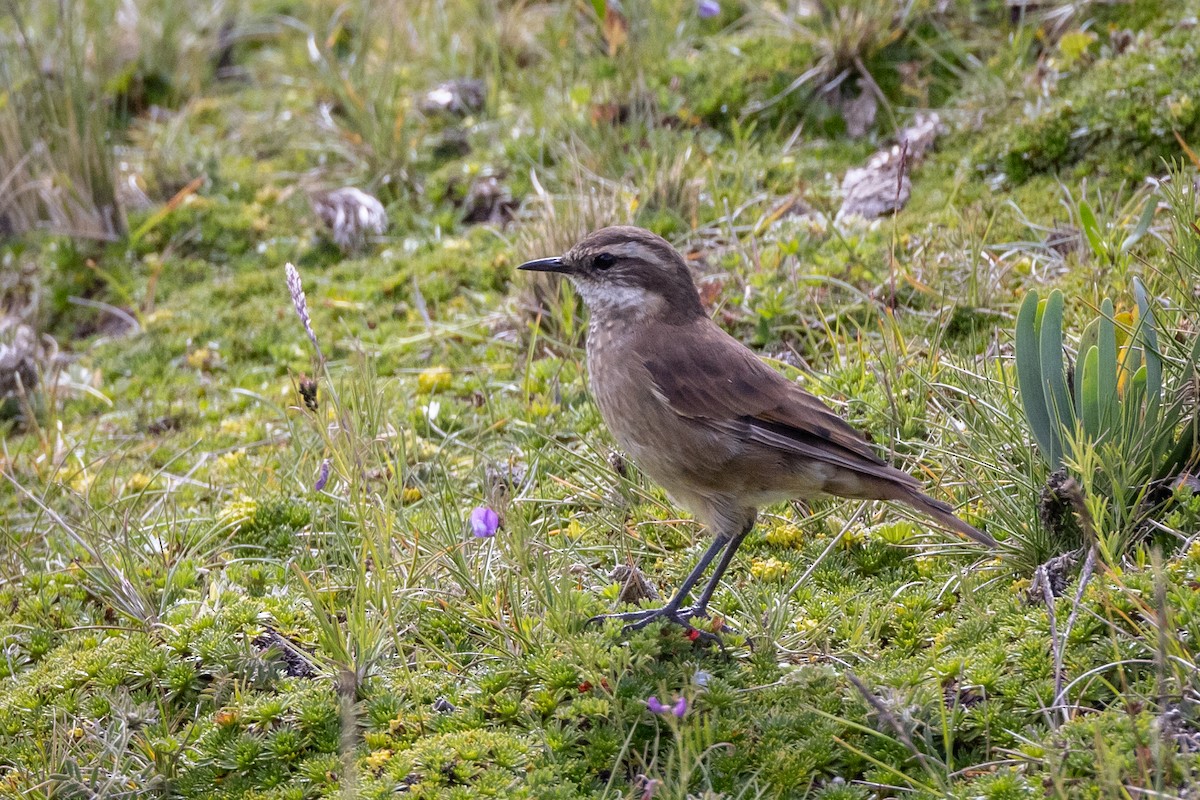 Chestnut-winged Cinclodes - ML619594059