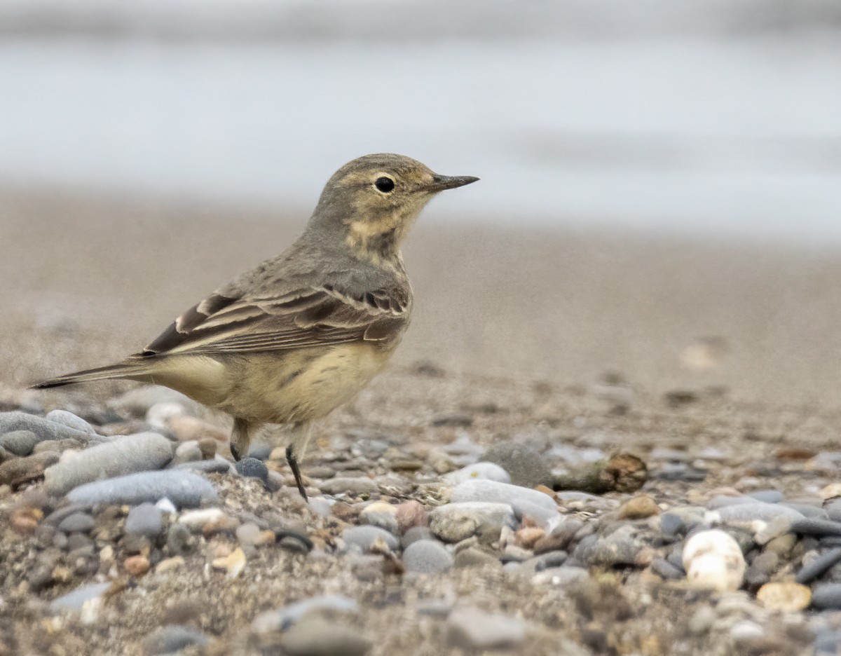 American Pipit - Carolyn Bennett