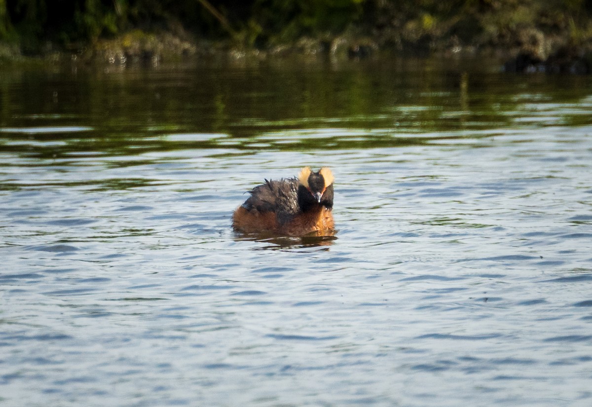 Horned Grebe - ML619594063