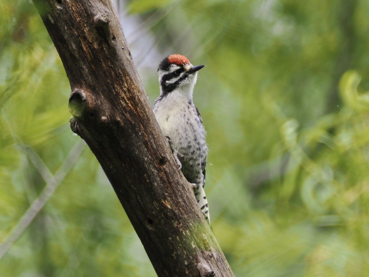 Nuttall's Woodpecker - ML619594066