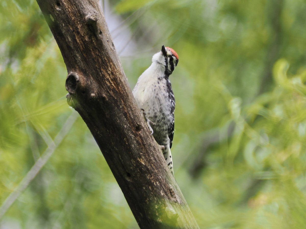 Nuttall's Woodpecker - ML619594067