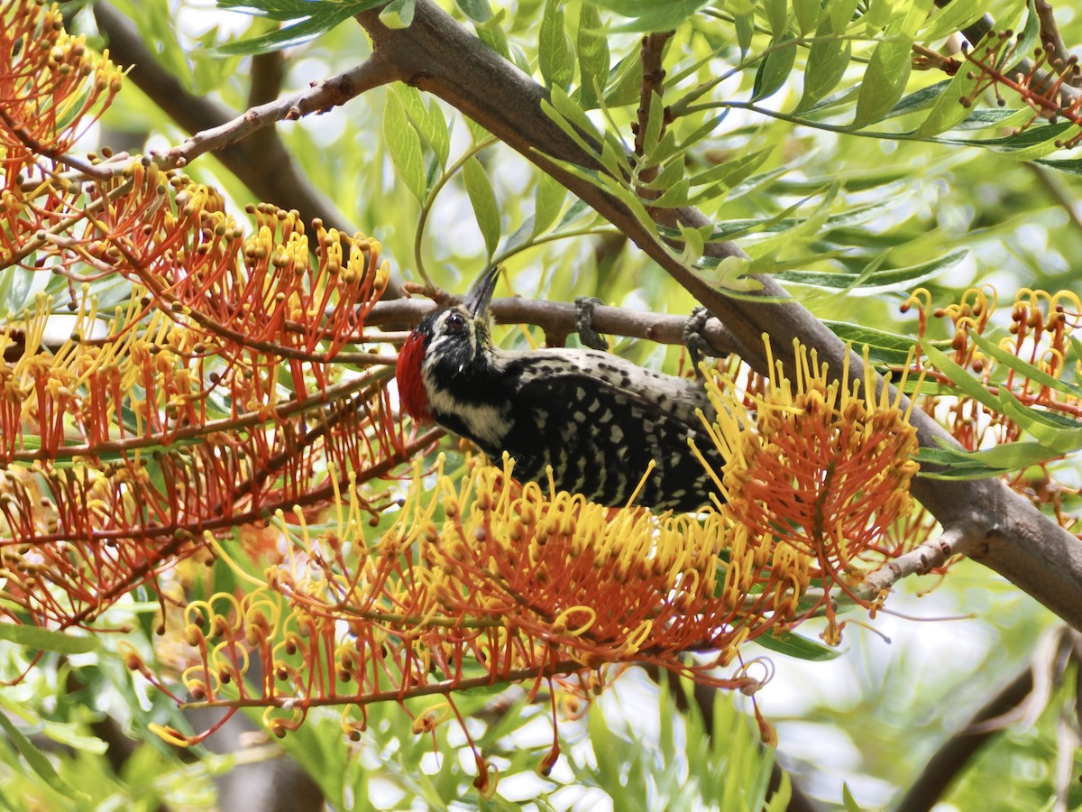 Nuttall's Woodpecker - Isa Dav