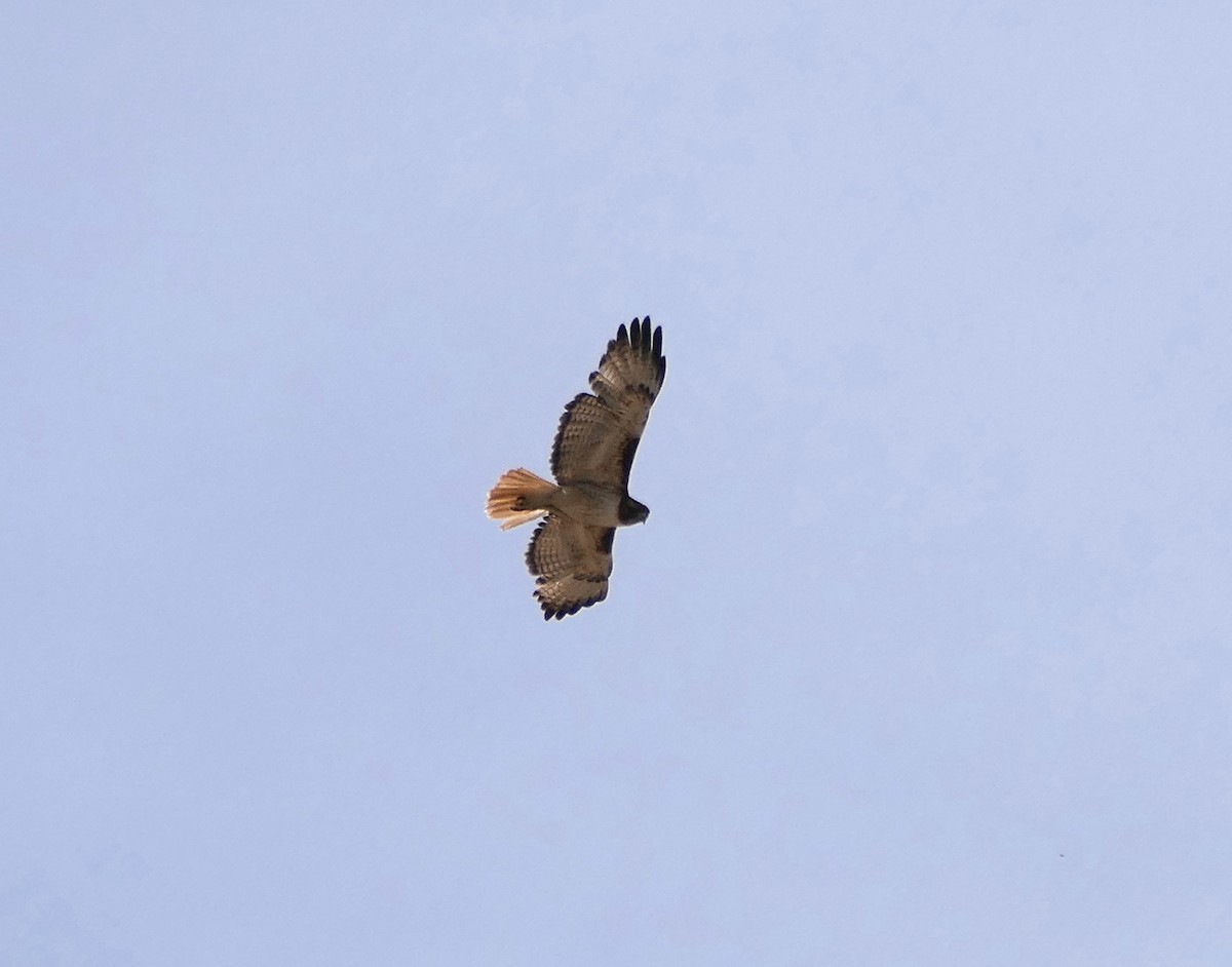 Red-tailed Hawk - ML619594070