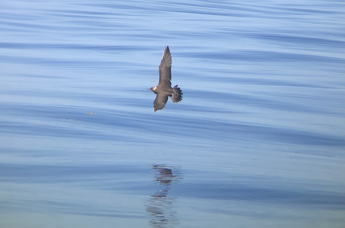 Long-tailed Jaeger - Rangel Diaz