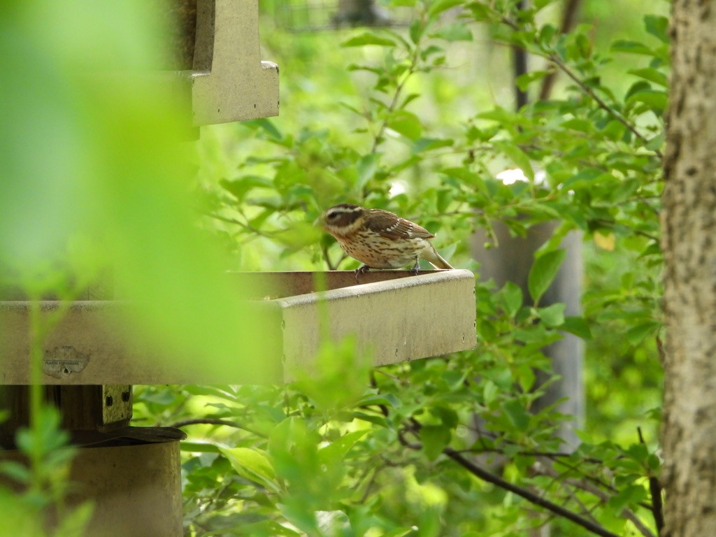 Rose-breasted Grosbeak - Monica Rose