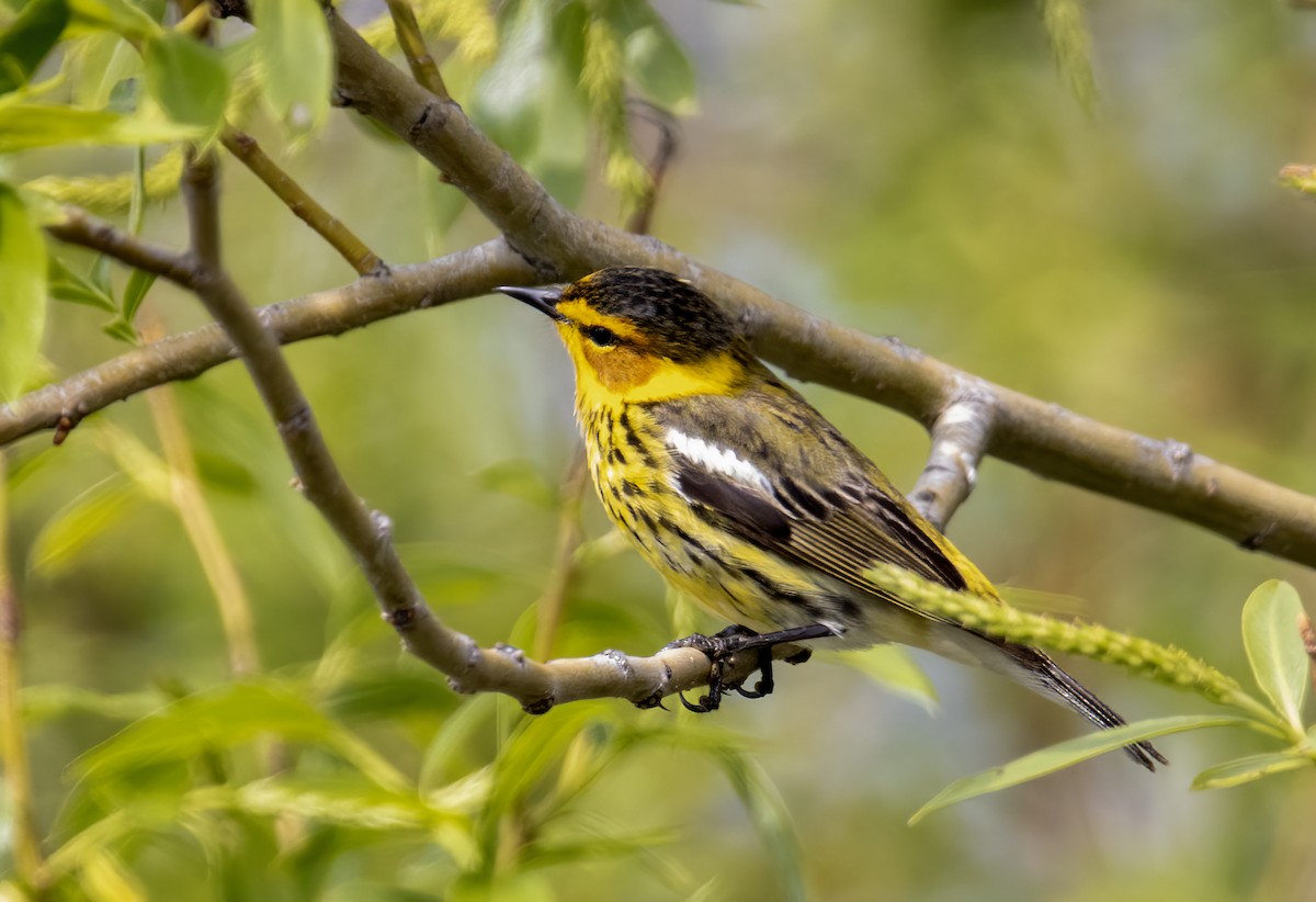 Cape May Warbler - Carolyn Bennett