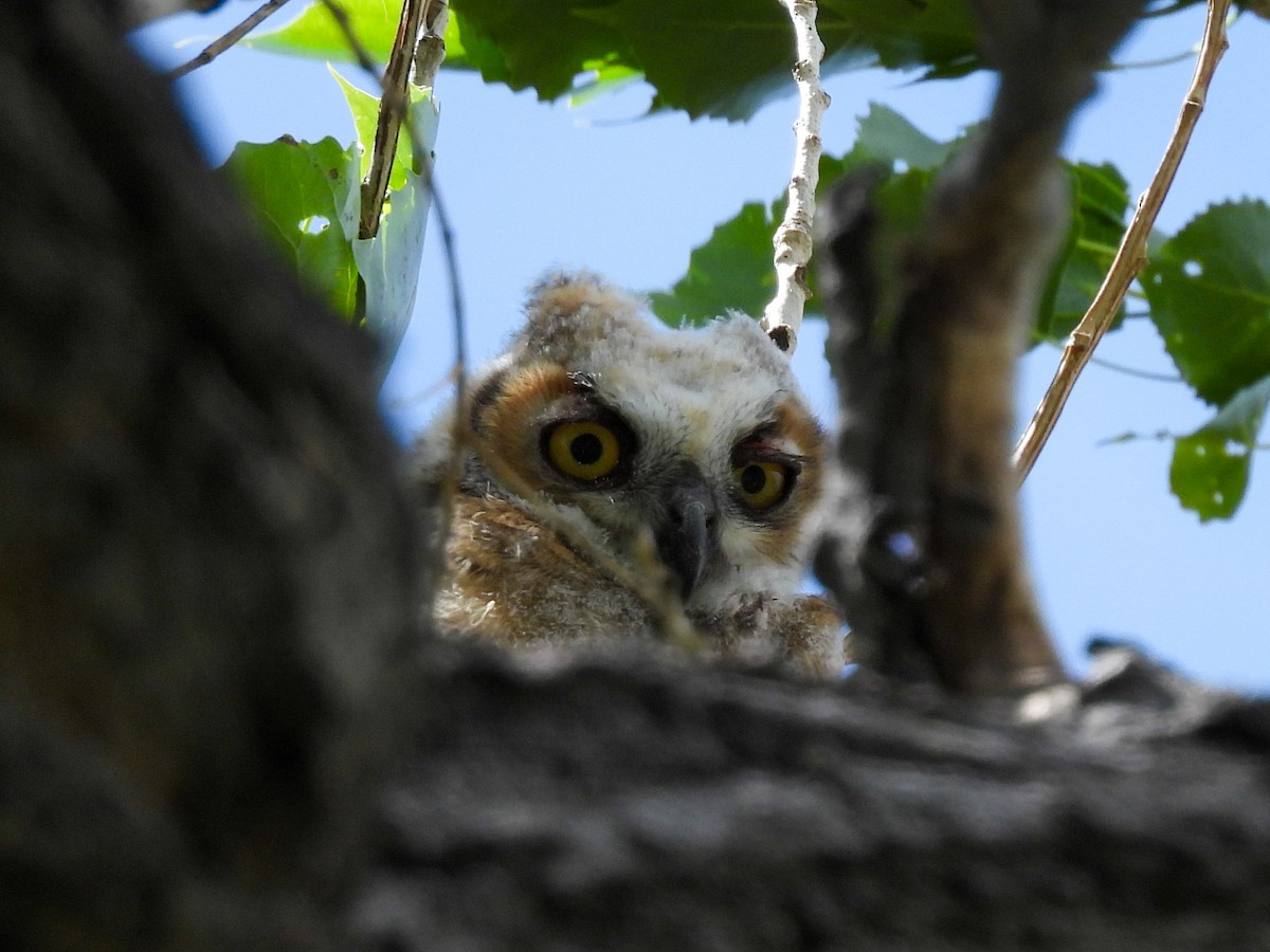 Great Horned Owl - Gigi Zarzuela