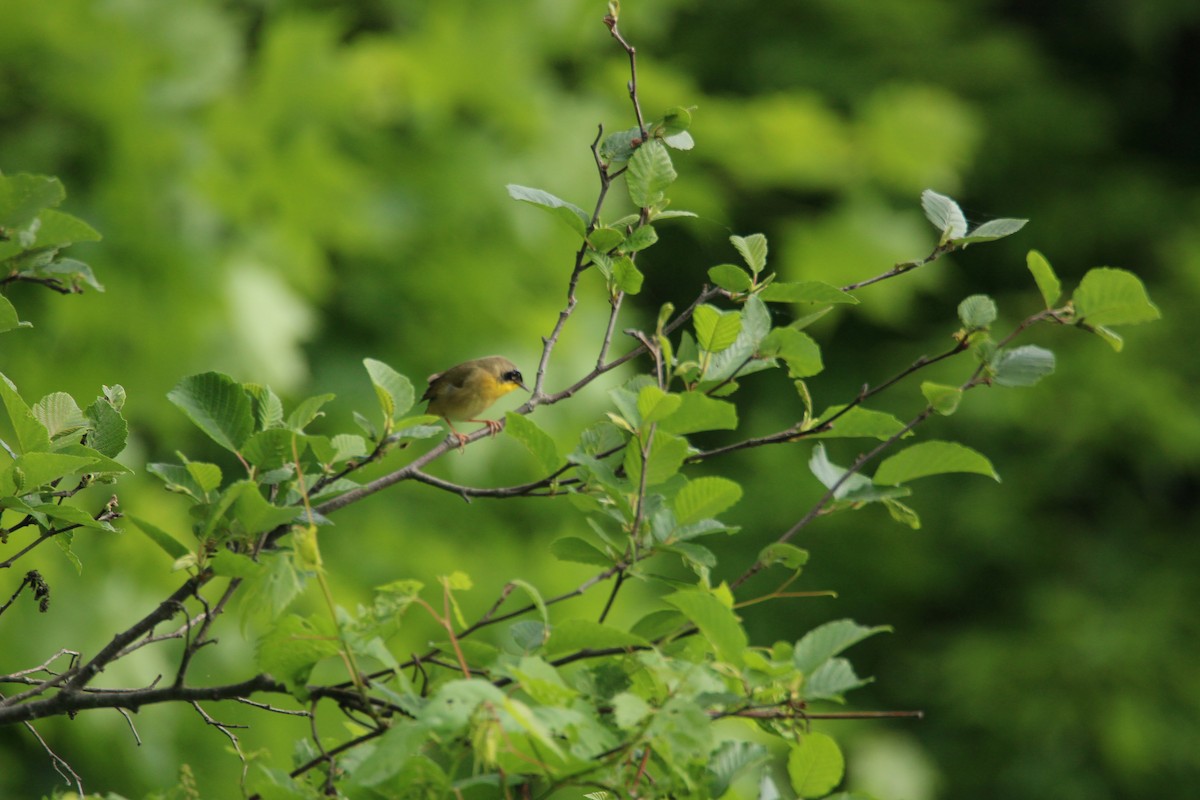 Common Yellowthroat - Dave Bennett