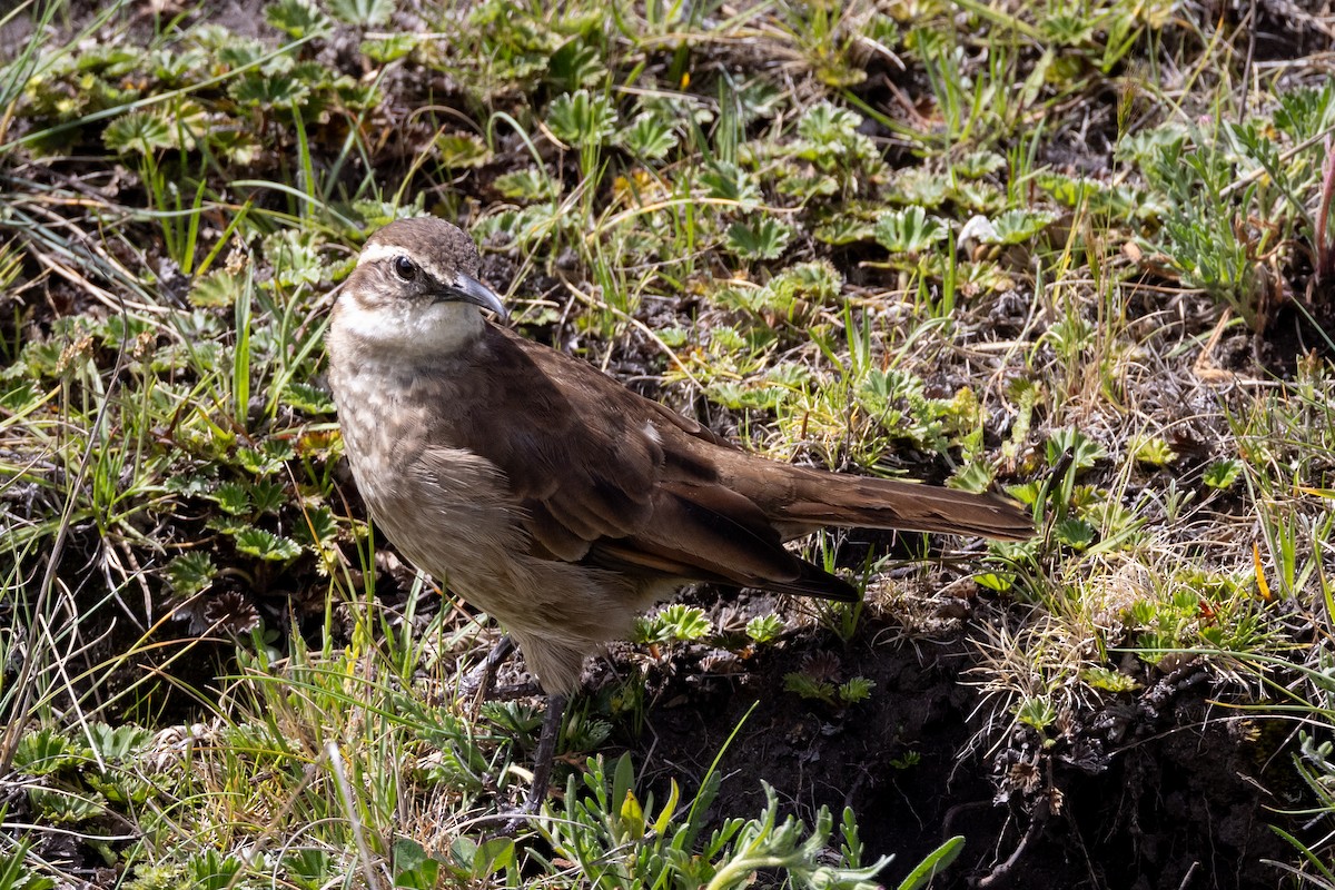 Stout-billed Cinclodes - Susan Brickner-Wren