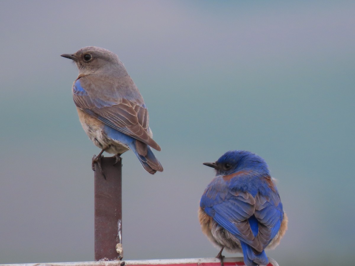 Western Bluebird - Bruce Toews