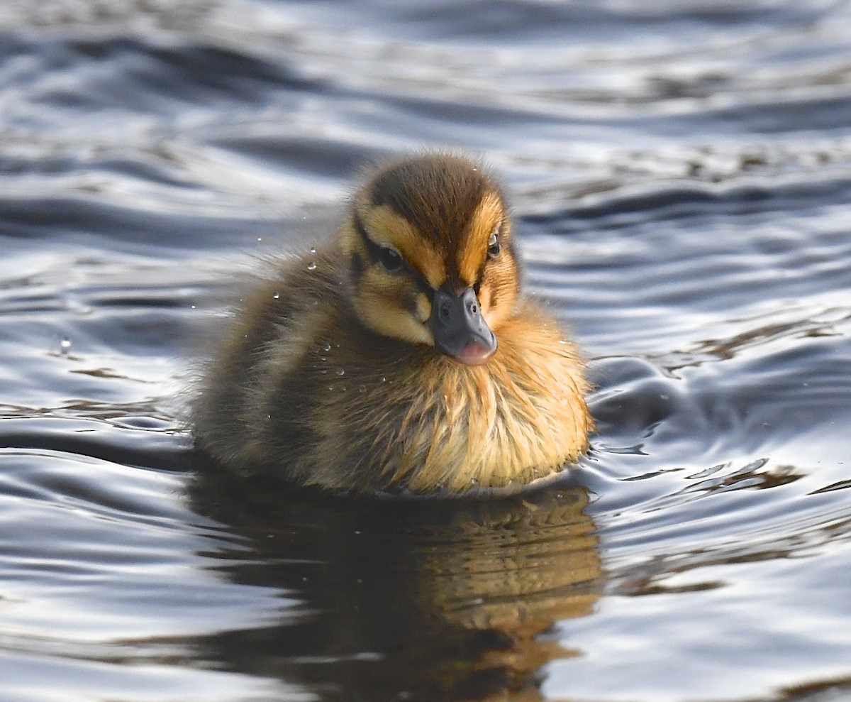 Mallard - Denise  McIsaac