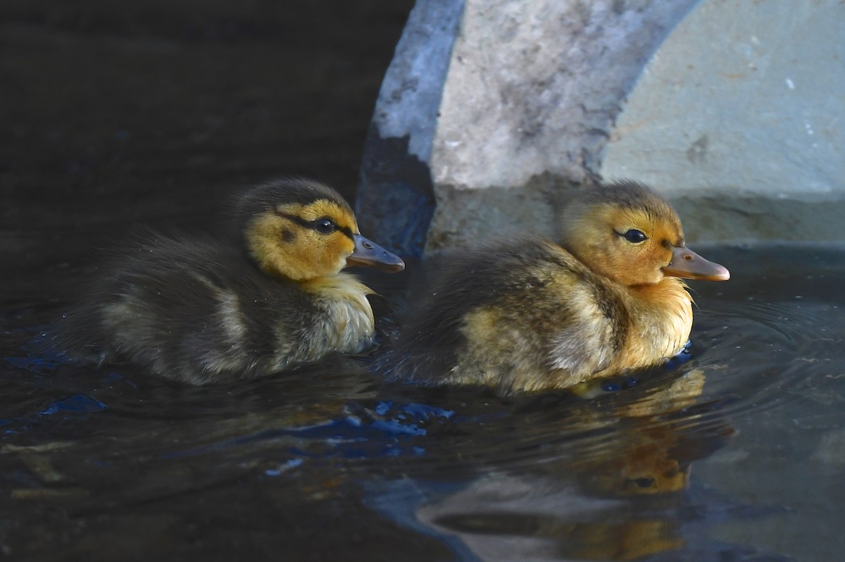 Canard colvert - ML619594094